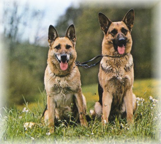Cani pastore tedesco